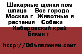 Шикарные щенки пом шпица  - Все города, Москва г. Животные и растения » Собаки   . Хабаровский край,Бикин г.